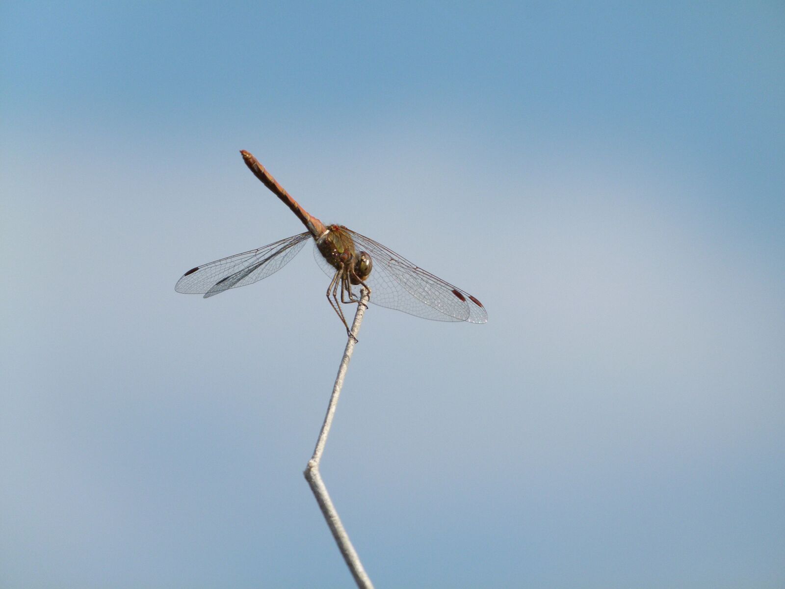 Leica V-Lux 2 sample photo. Dragonfly, stem, sky photography