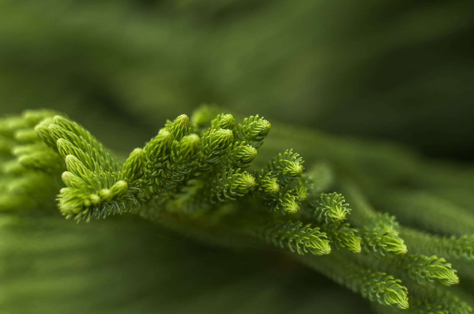 Nikon D7000 sample photo. Pine leaves, tree, evergreen photography