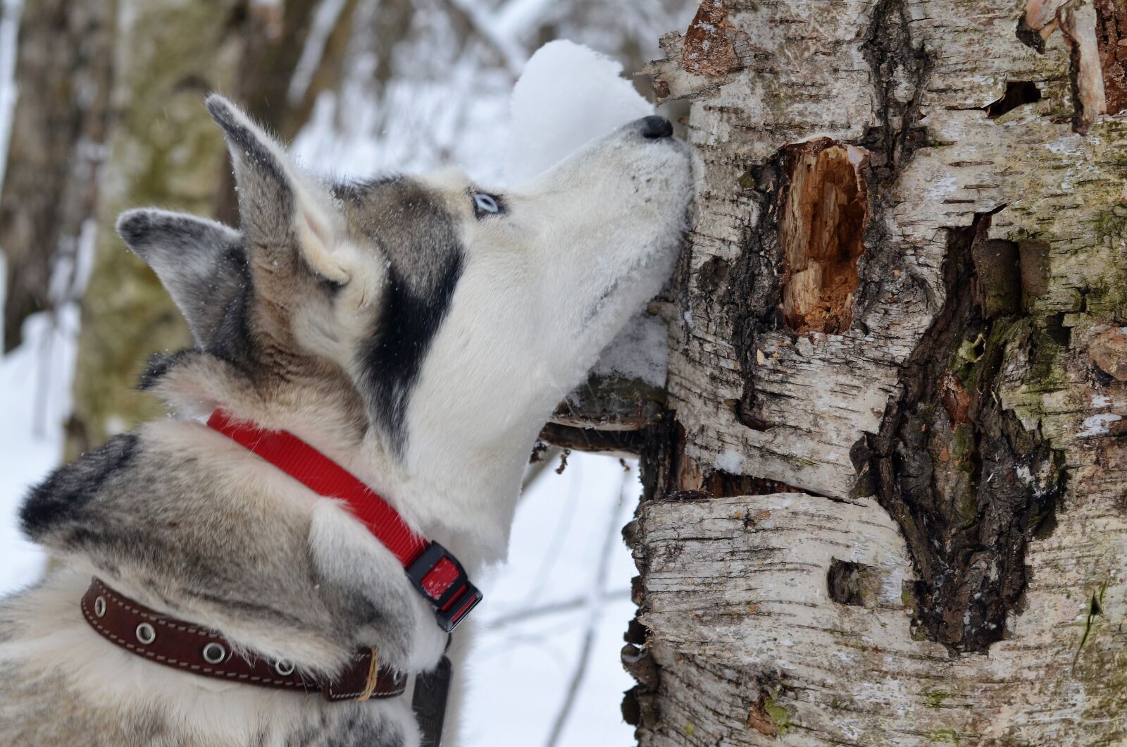 Nikon D5100 sample photo. Dog, siberian, husky photography