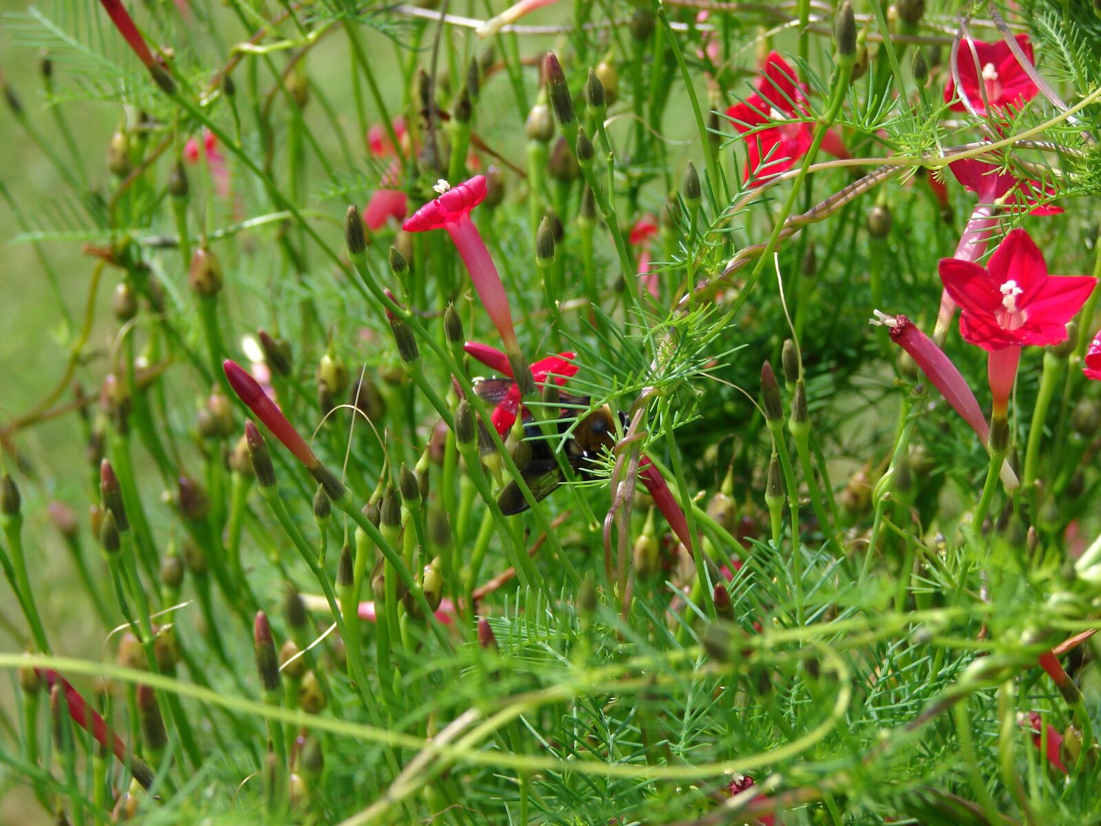 Sony DSC-H2 sample photo. Flower, red, bloom photography