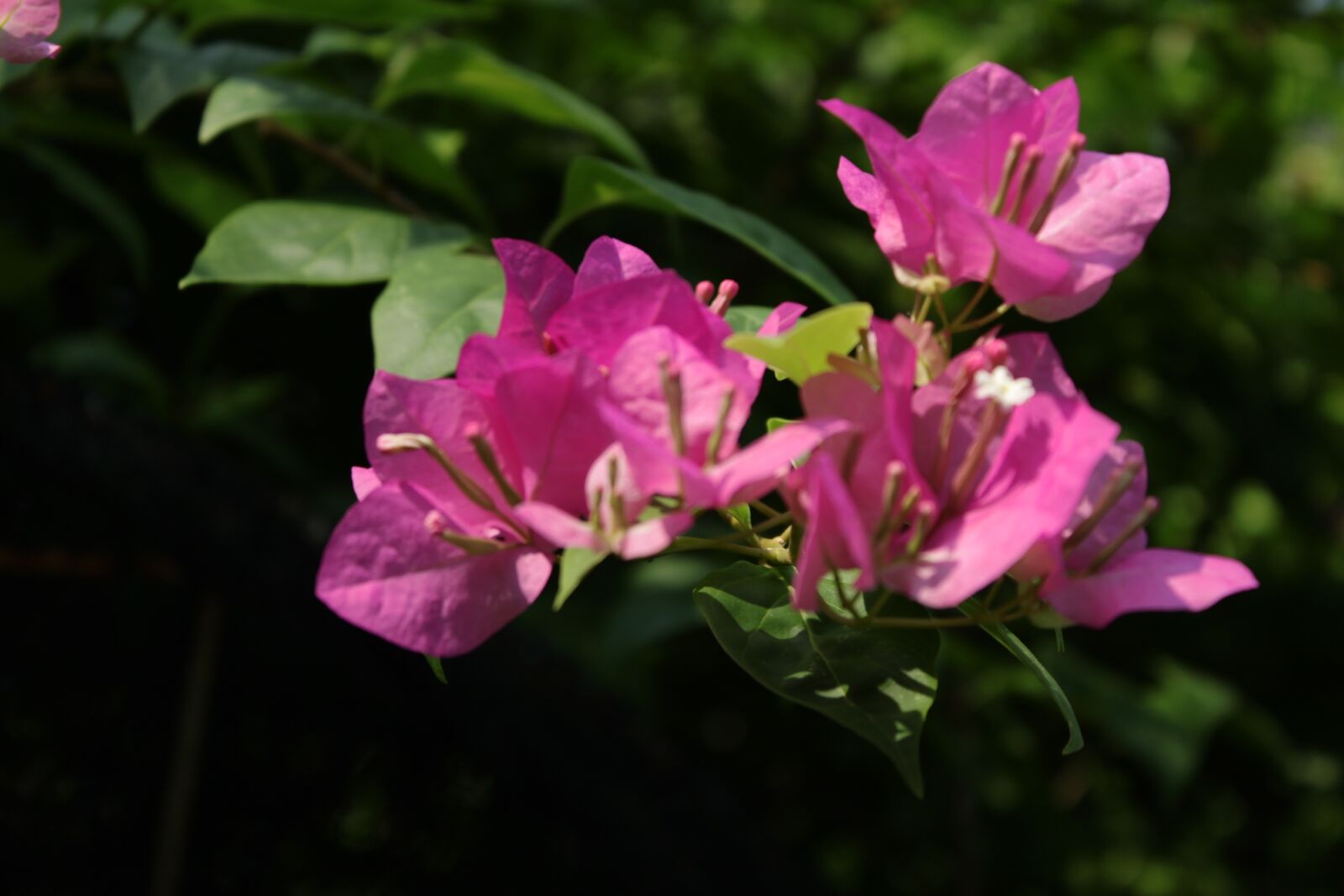 Canon EOS 500D (EOS Rebel T1i / EOS Kiss X3) sample photo. Flowers, garden, the yard photography