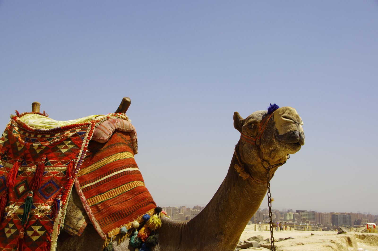 Pentax K-r sample photo. Camel, mammal, travel photography