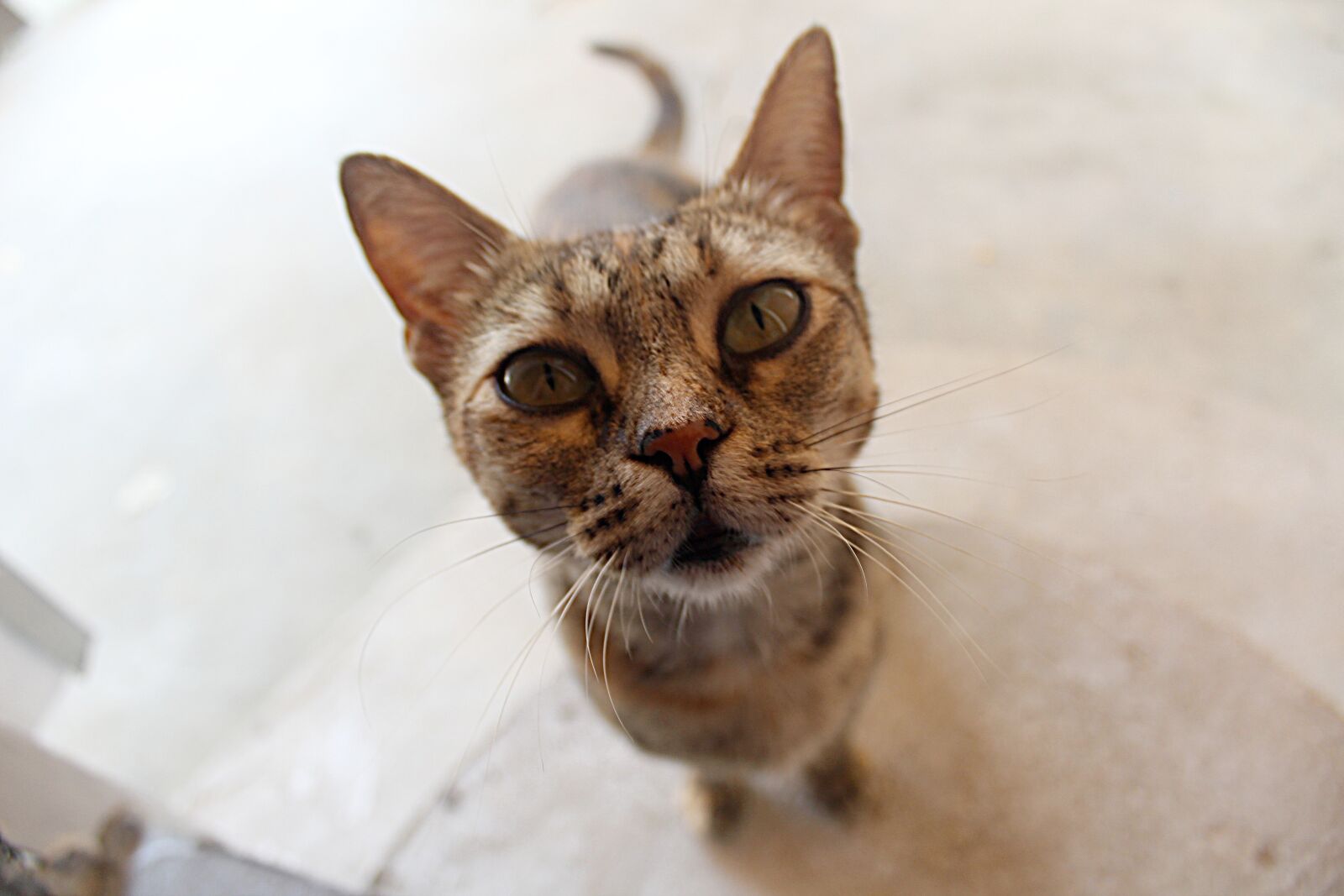 Canon EOS 1200D (EOS Rebel T5 / EOS Kiss X70 / EOS Hi) sample photo. Cat, stare, feline photography