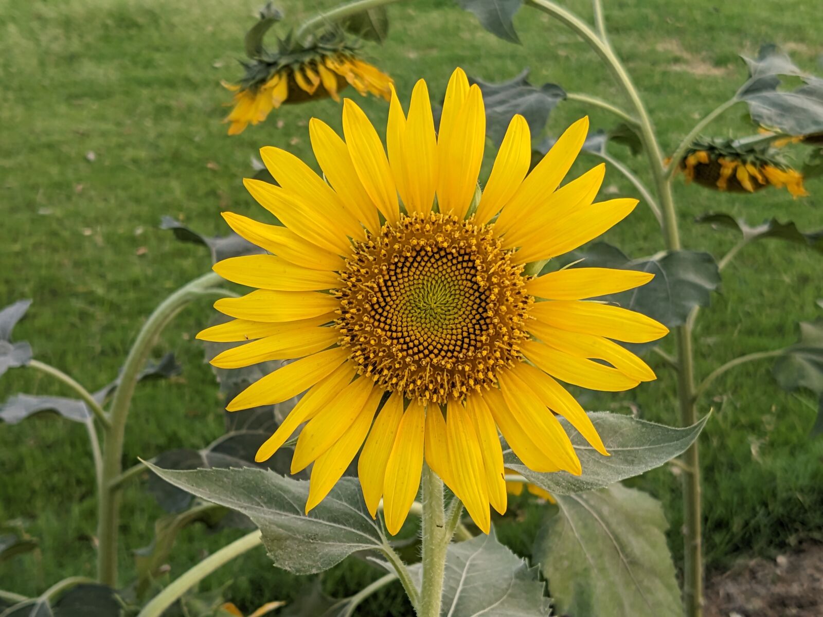 Pixel 5 (redfin) Google sample photo