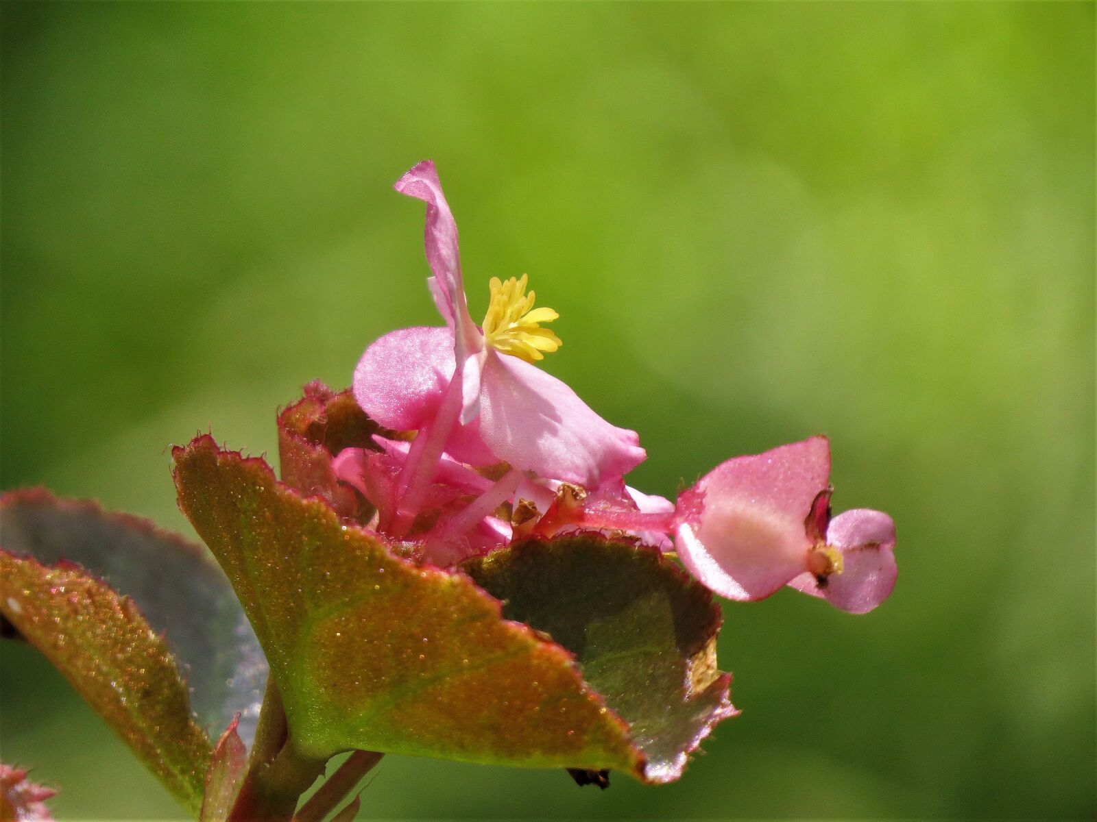 Canon PowerShot SX50 HS sample photo. Flower, pink, yellow photography