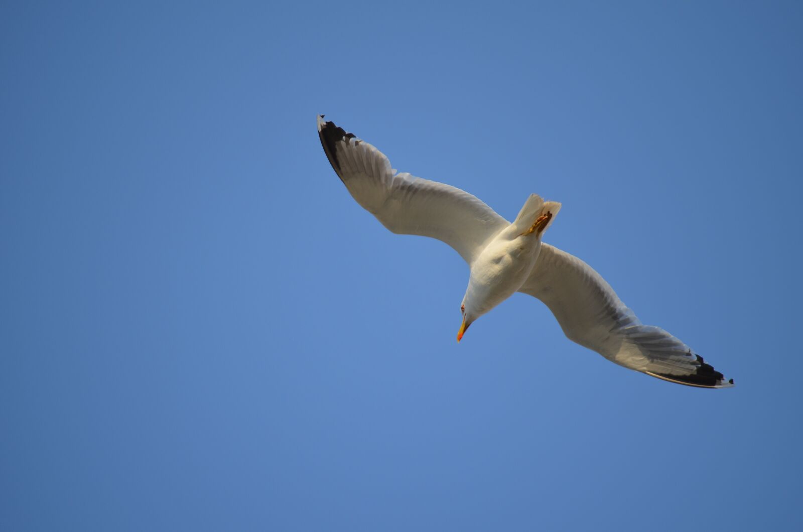Nikon D5100 sample photo. Animal, bird, sea photography