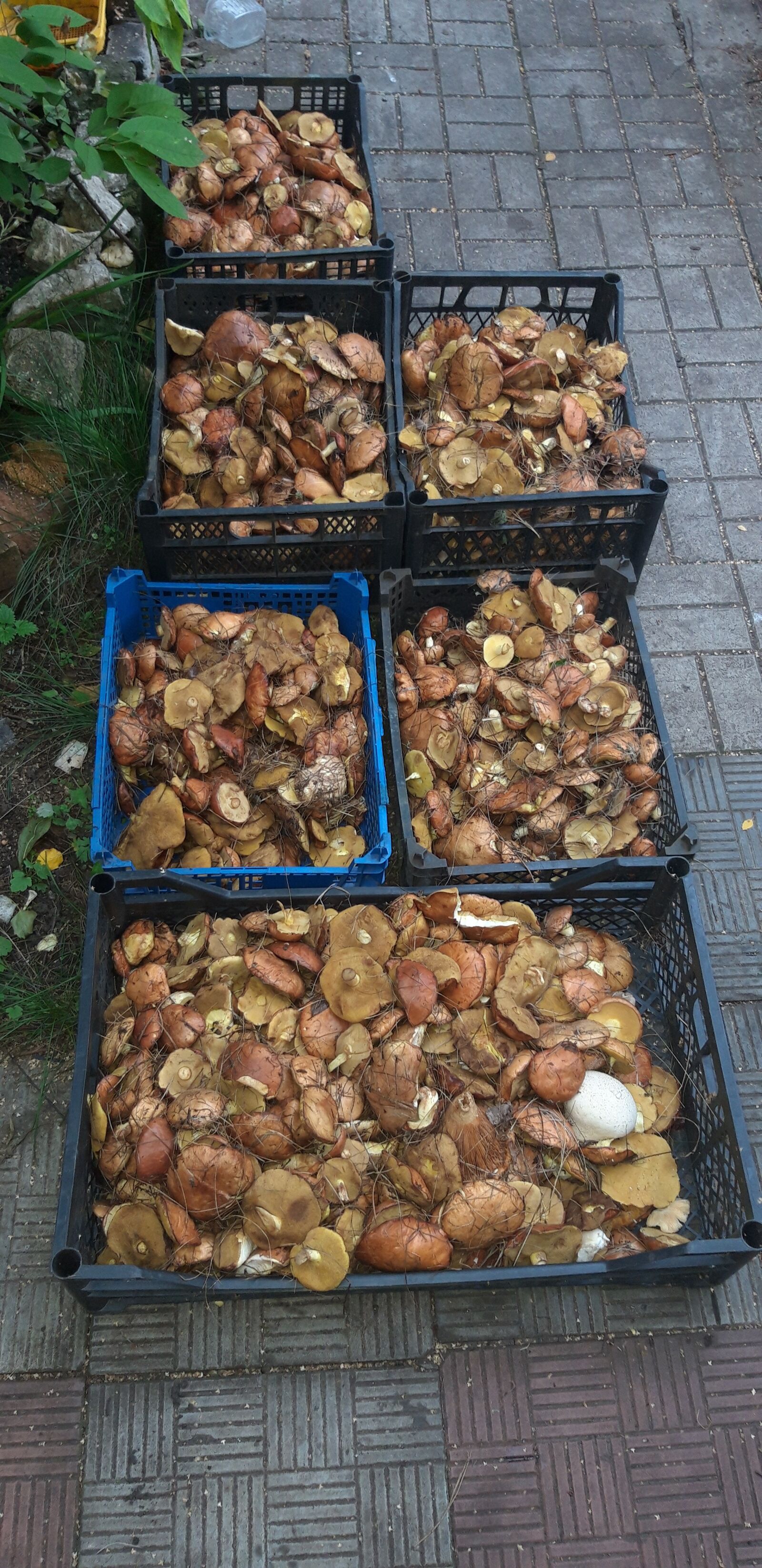 Samsung Galaxy A6 sample photo. Mushrooms, forest, collection photography