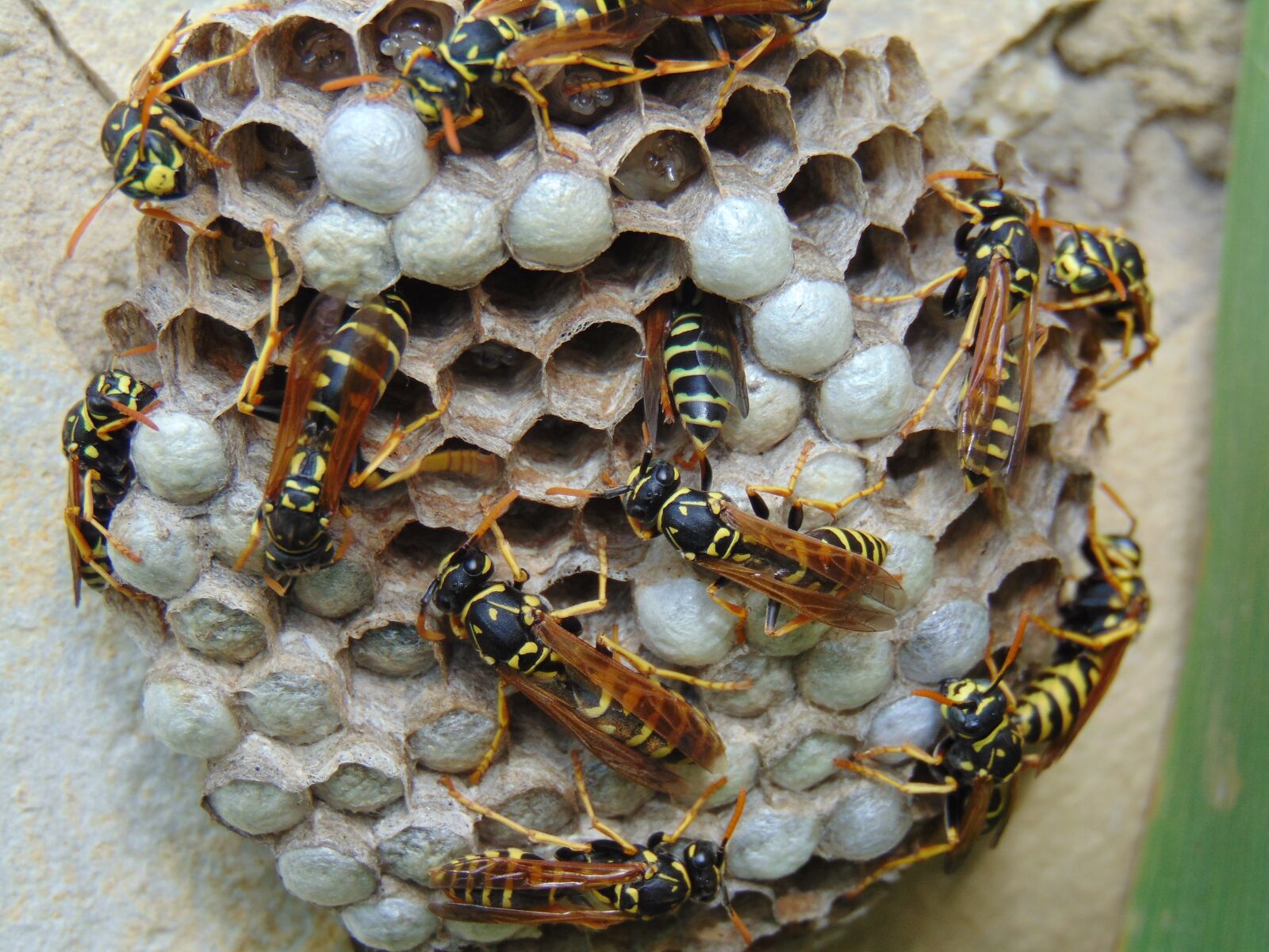 Sony Cyber-shot DSC-H300 sample photo. French wasps, sting, hornet photography
