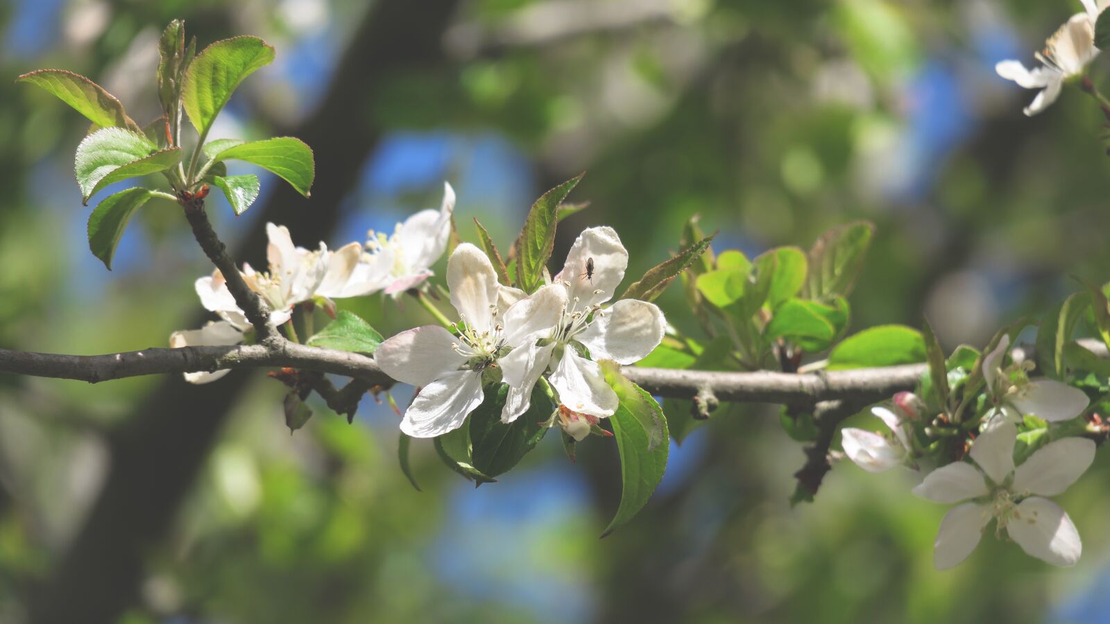 Canon PowerShot G3 X sample photo. Apple blossom, extension mosquito photography