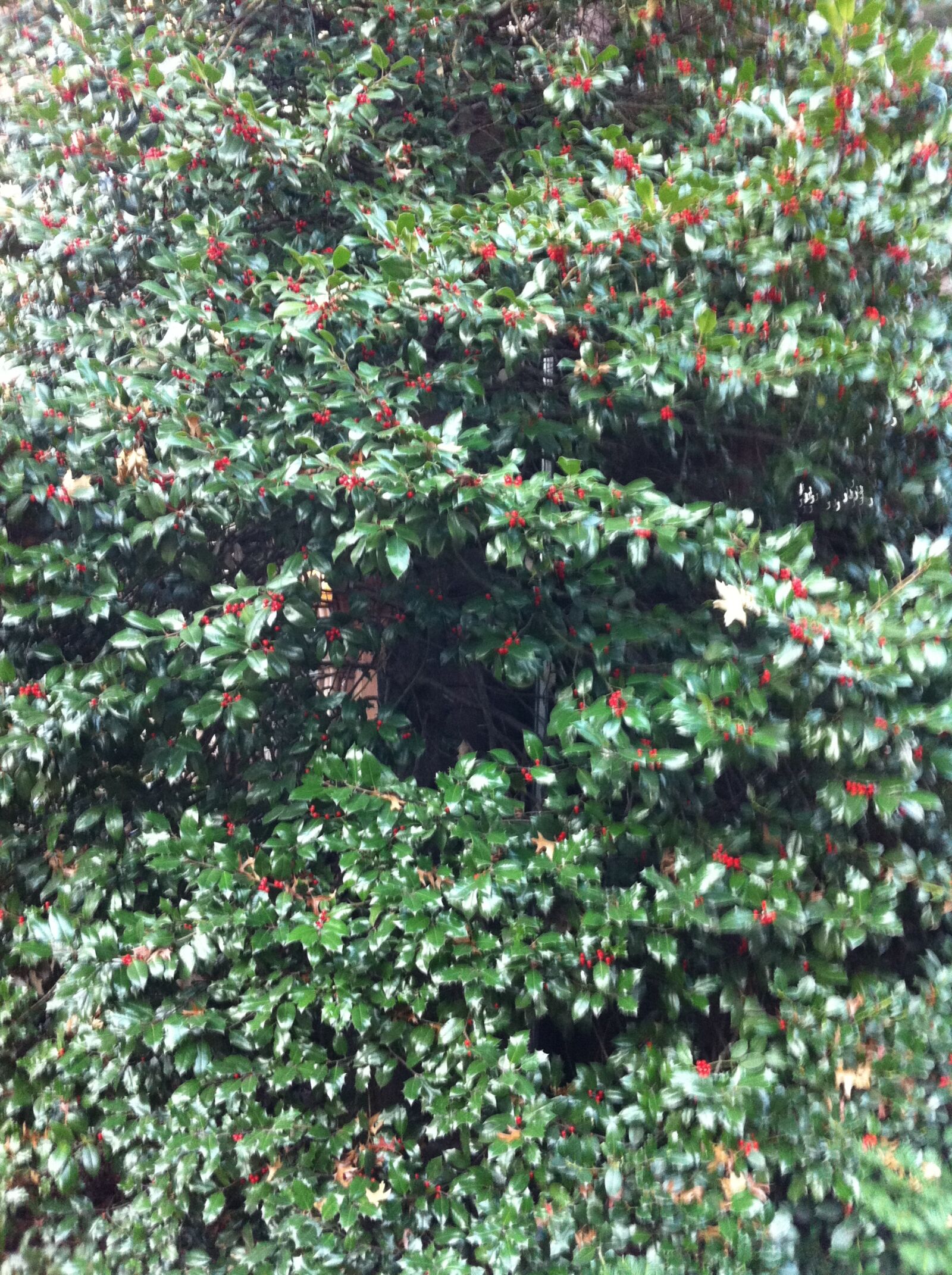 Apple iPhone 4 sample photo
