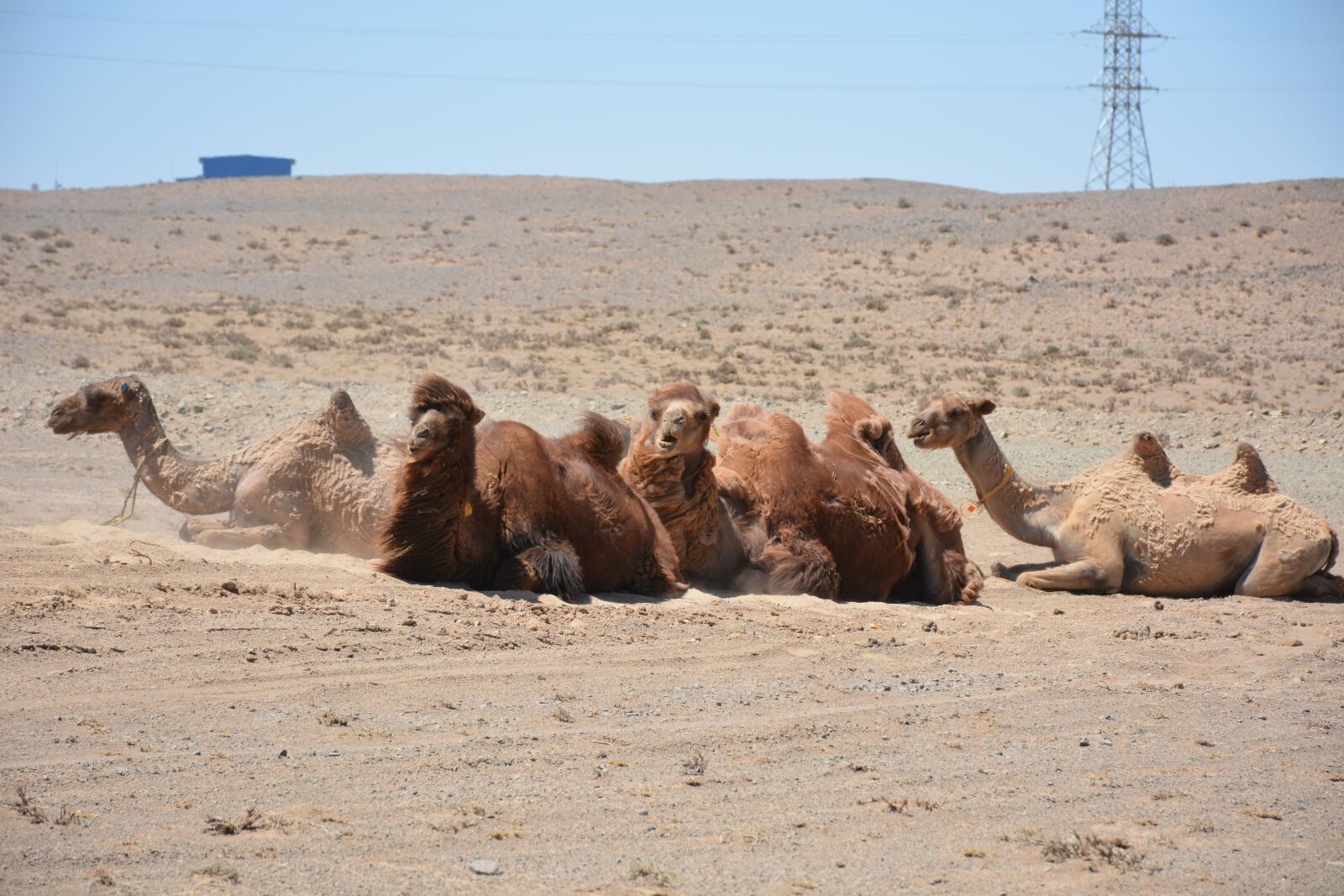 Nikon D7100 sample photo. Camel, gobi, mongolia photography