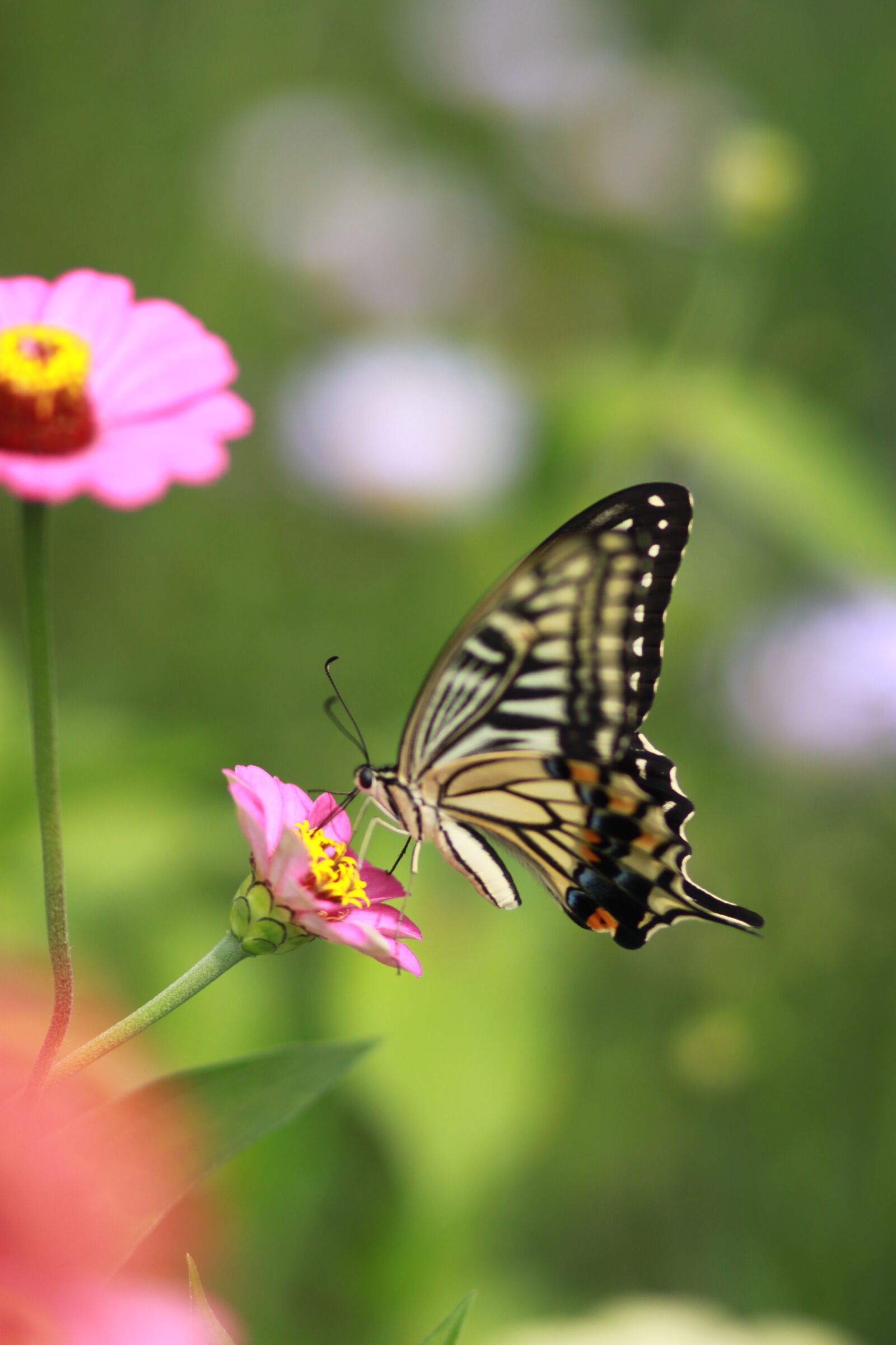 Canon EOS 500D (EOS Rebel T1i / EOS Kiss X3) sample photo. Flowers, butterfly, insects photography