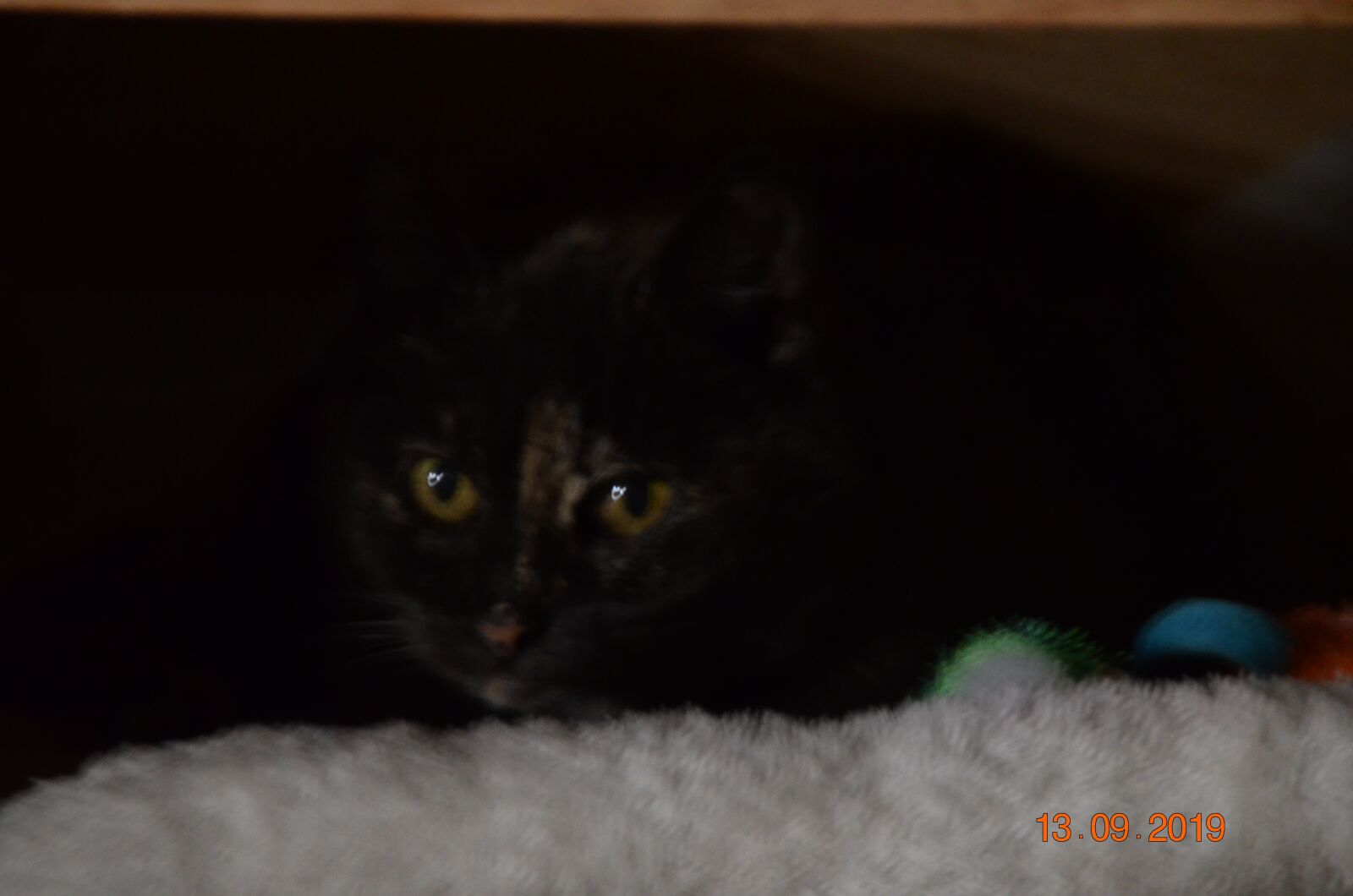 Nikon D5100 sample photo. Cat, eyes, look photography