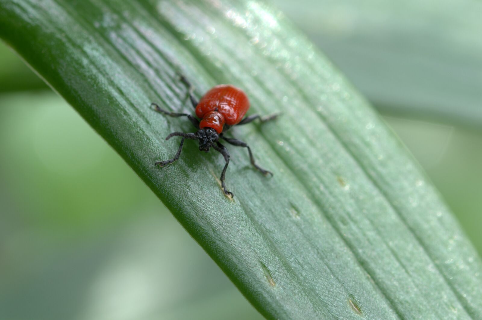 Nikon D5200 sample photo. Lily chicken, beetle, lillie photography