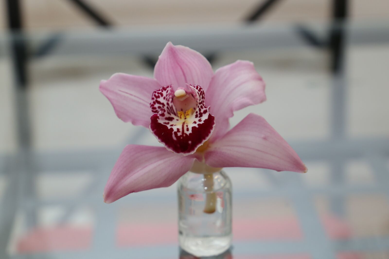 Canon EF 24-105mm F3.5-5.6 IS STM sample photo. Flower, orchid, plant photography