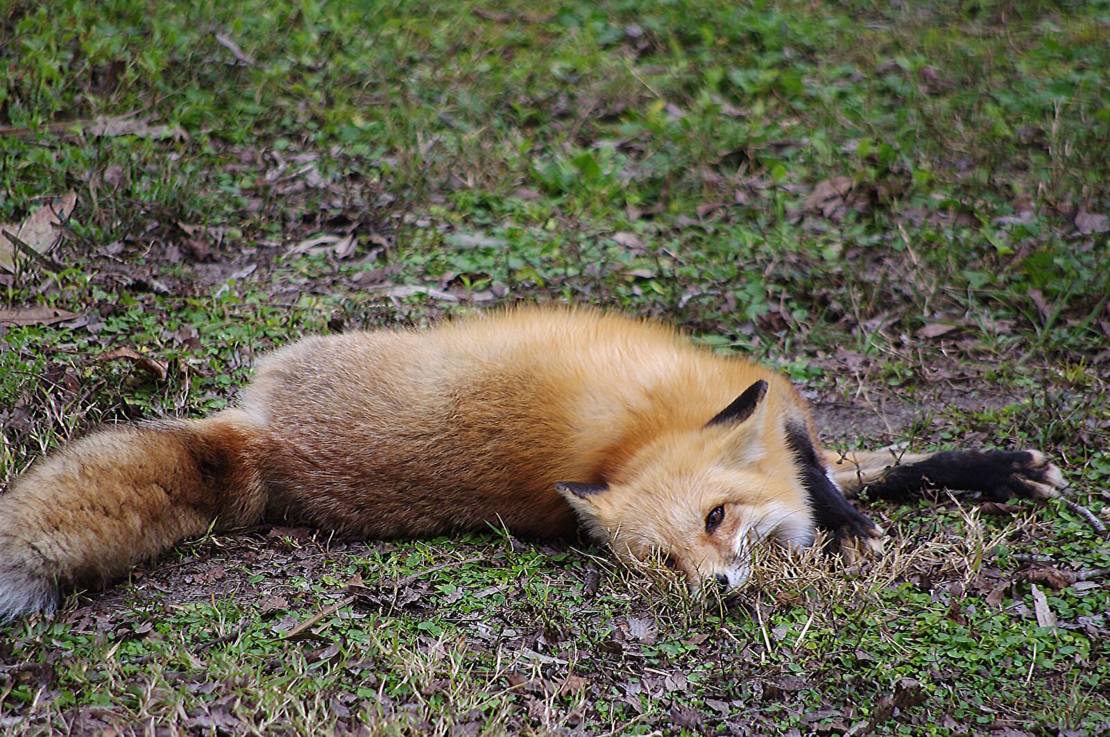 Pentax K-x sample photo. Fox, zoo, animal photography