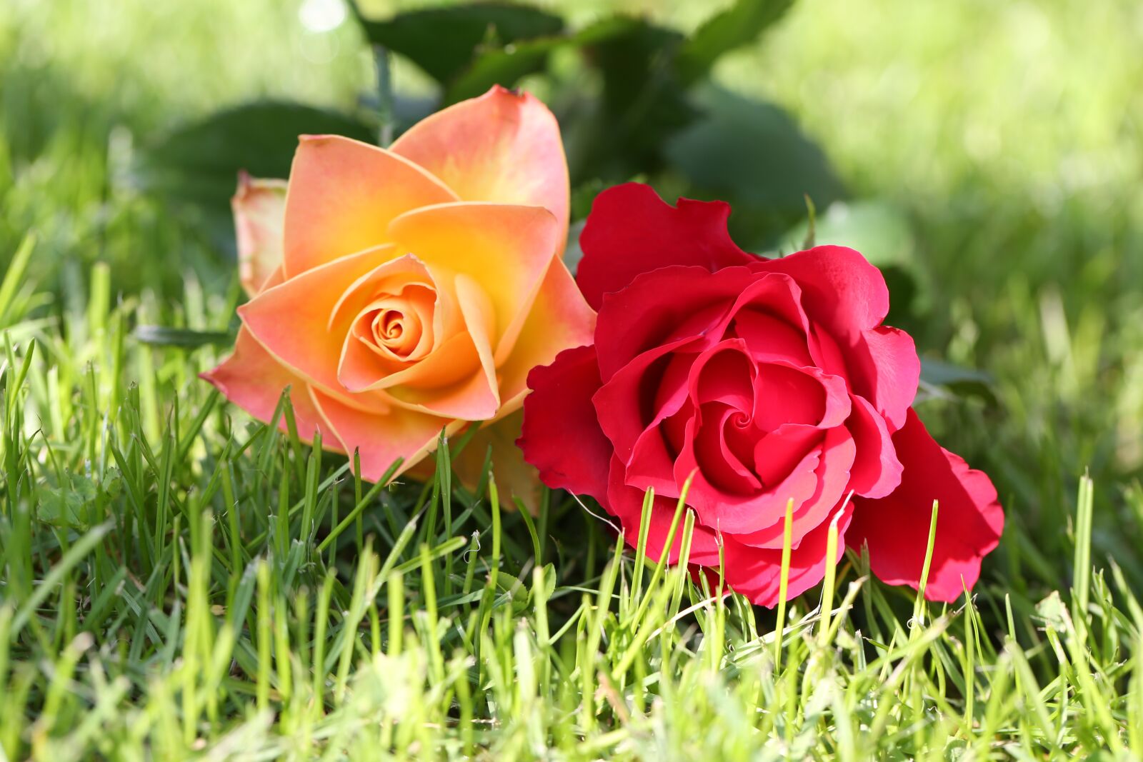 Canon EF 100mm F2.8L Macro IS USM sample photo. Roses, red, yellow photography