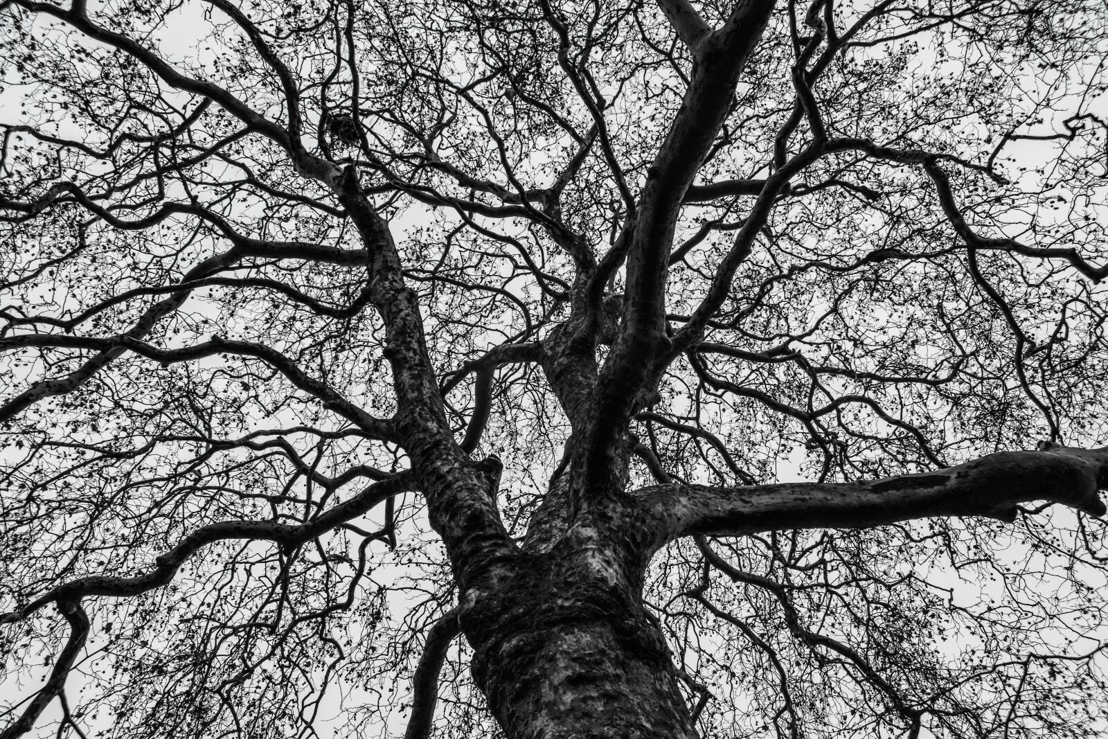 Nikon D3300 sample photo. Tree, branches, nature photography