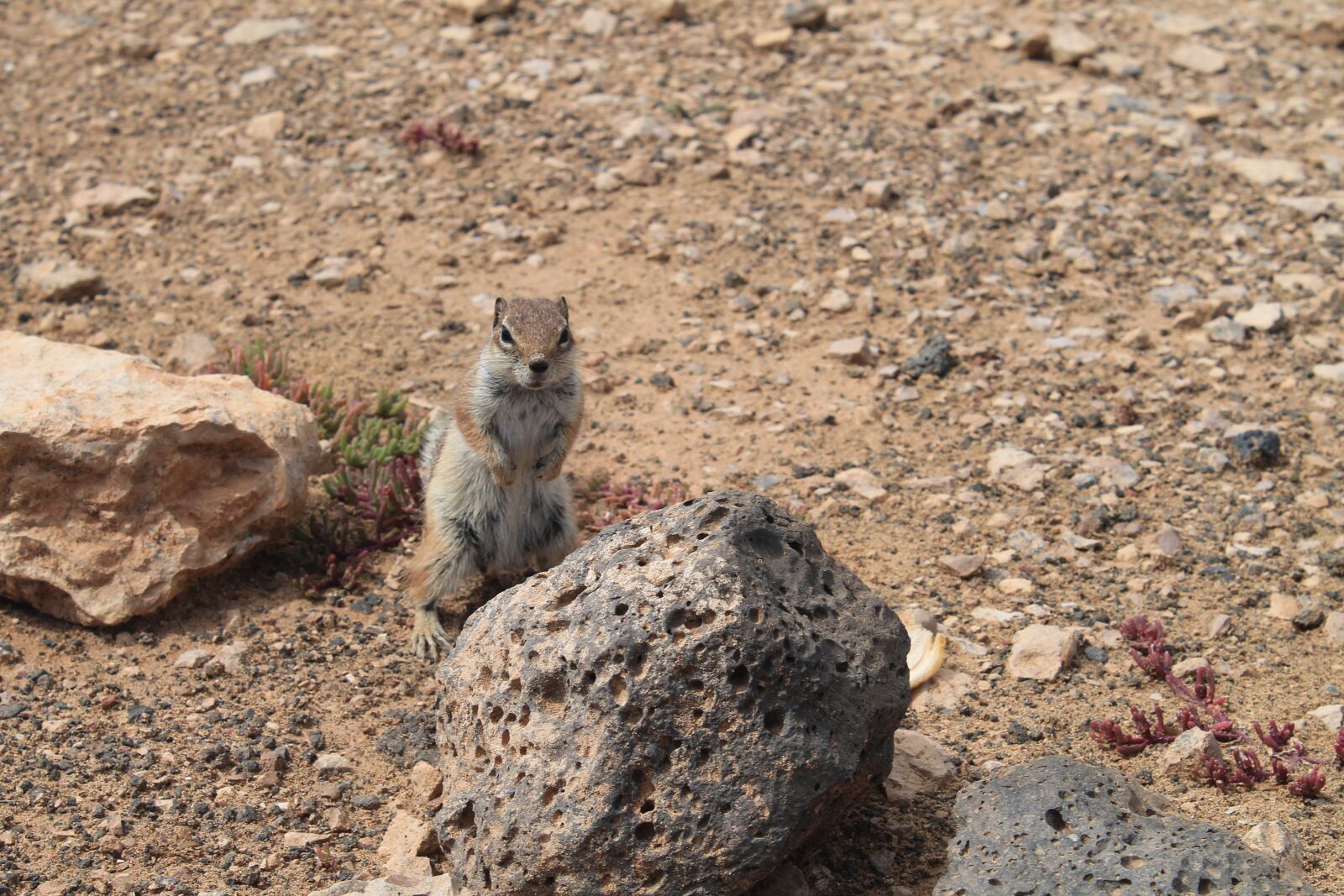Canon EOS 1100D (EOS Rebel T3 / EOS Kiss X50) sample photo. Squirrel, animal, cute photography