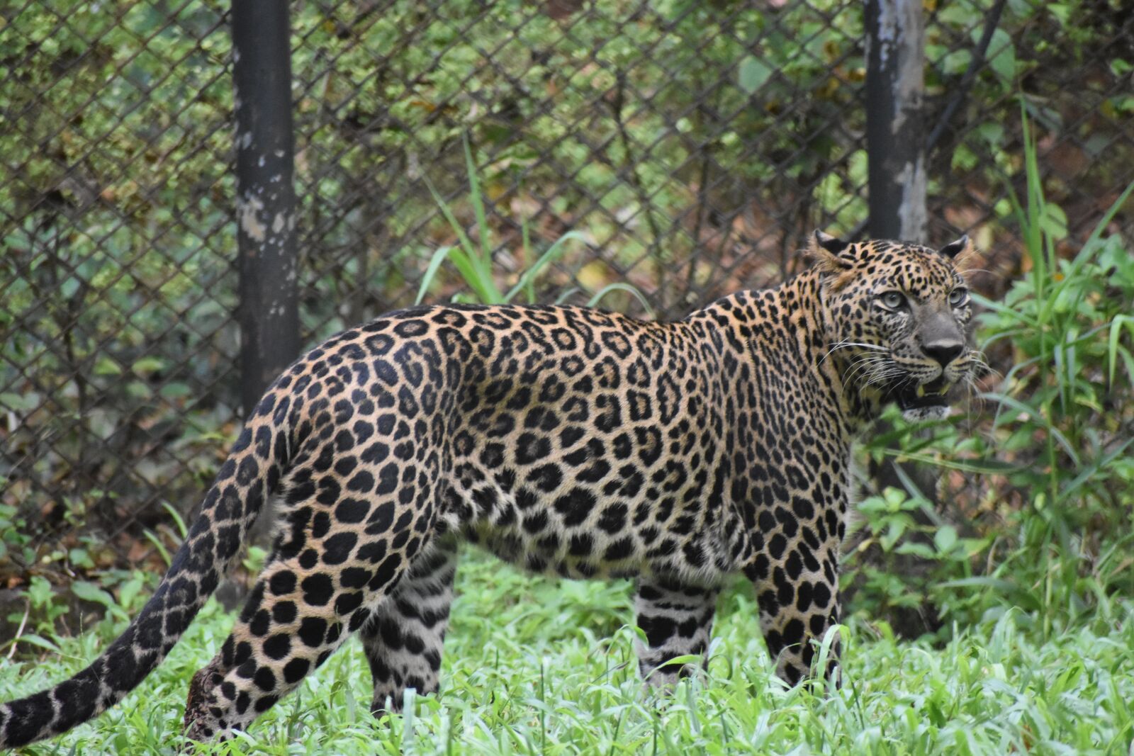 Nikon D3500 sample photo. Leopard, animal, cat photography