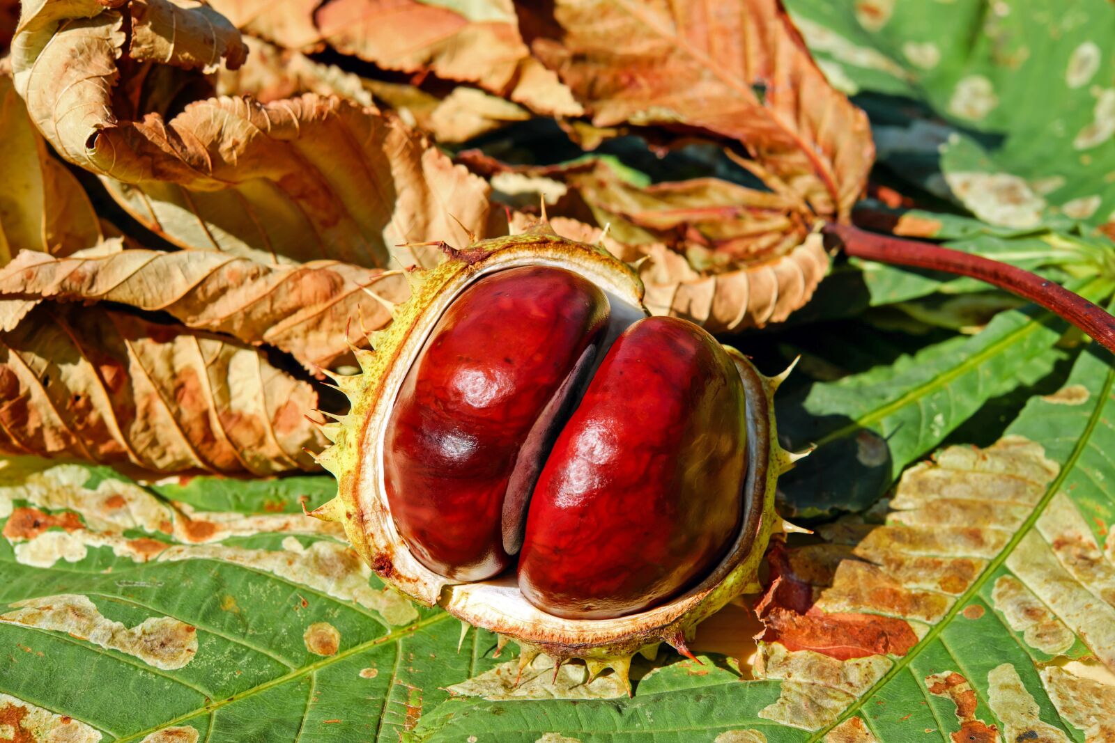 Fujifilm X-T10 + Fujifilm XF 35mm F1.4 R sample photo. Chestnut, autumn, buckeye photography
