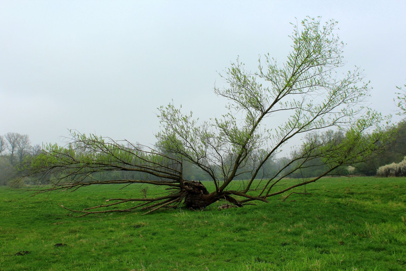 Canon EOS 1200D (EOS Rebel T5 / EOS Kiss X70 / EOS Hi) sample photo. Nature, landscape, tree photography