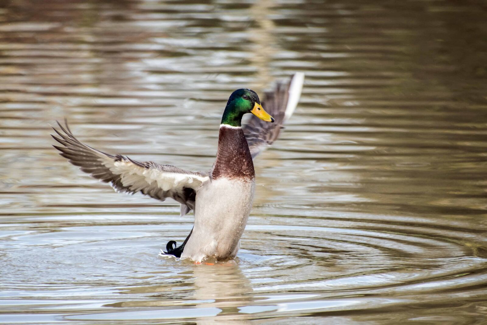 Nikon D500 sample photo. Bird, poultry, waterfowl, wildlife photography