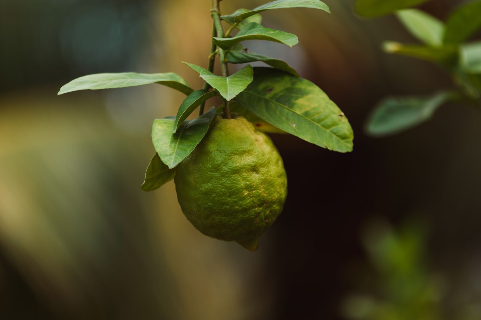 Nikon D5600 sample photo. Lemon, lime, belize photography