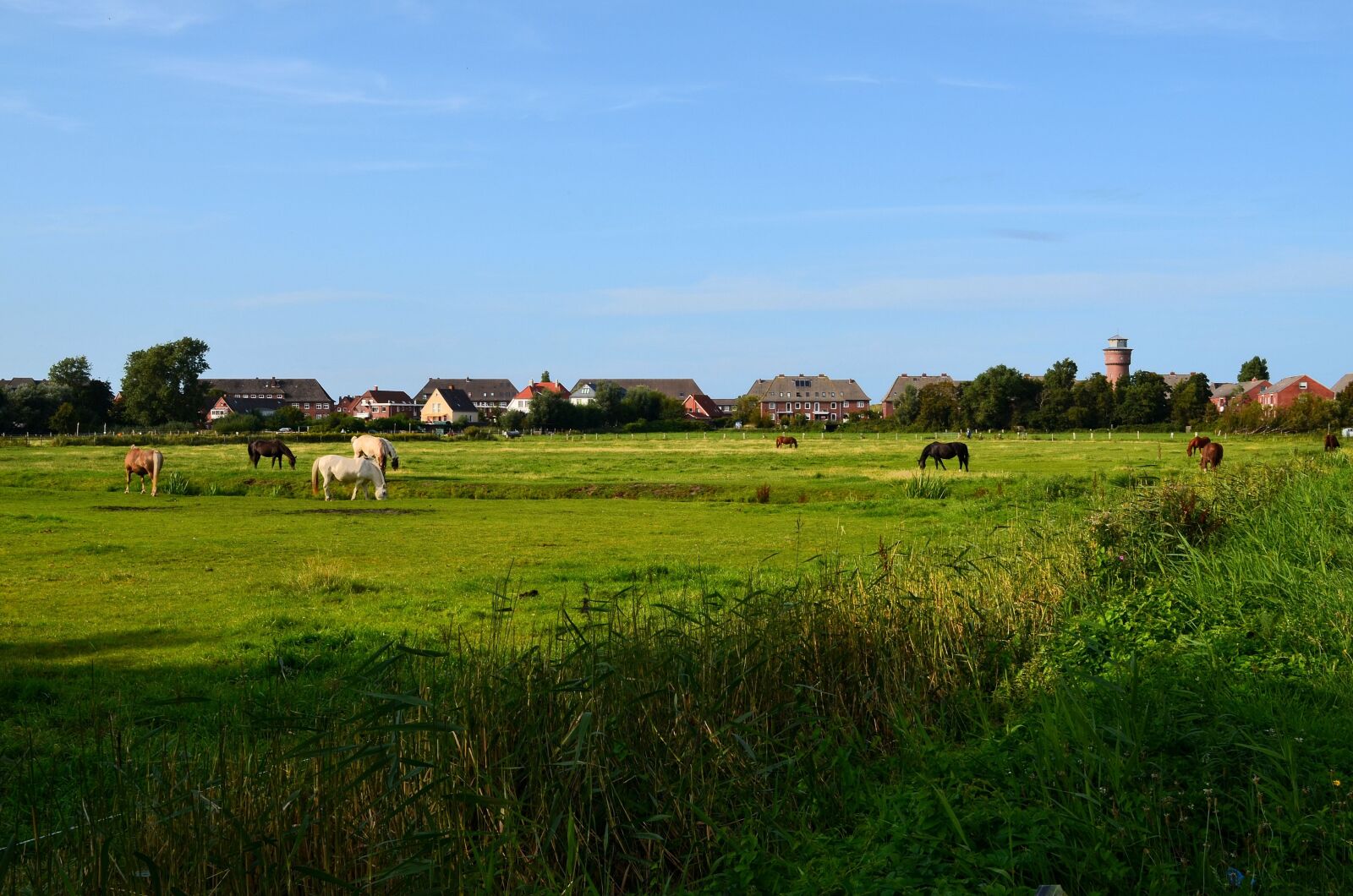 Nikon D5100 sample photo. Borkum, water tower, horse photography