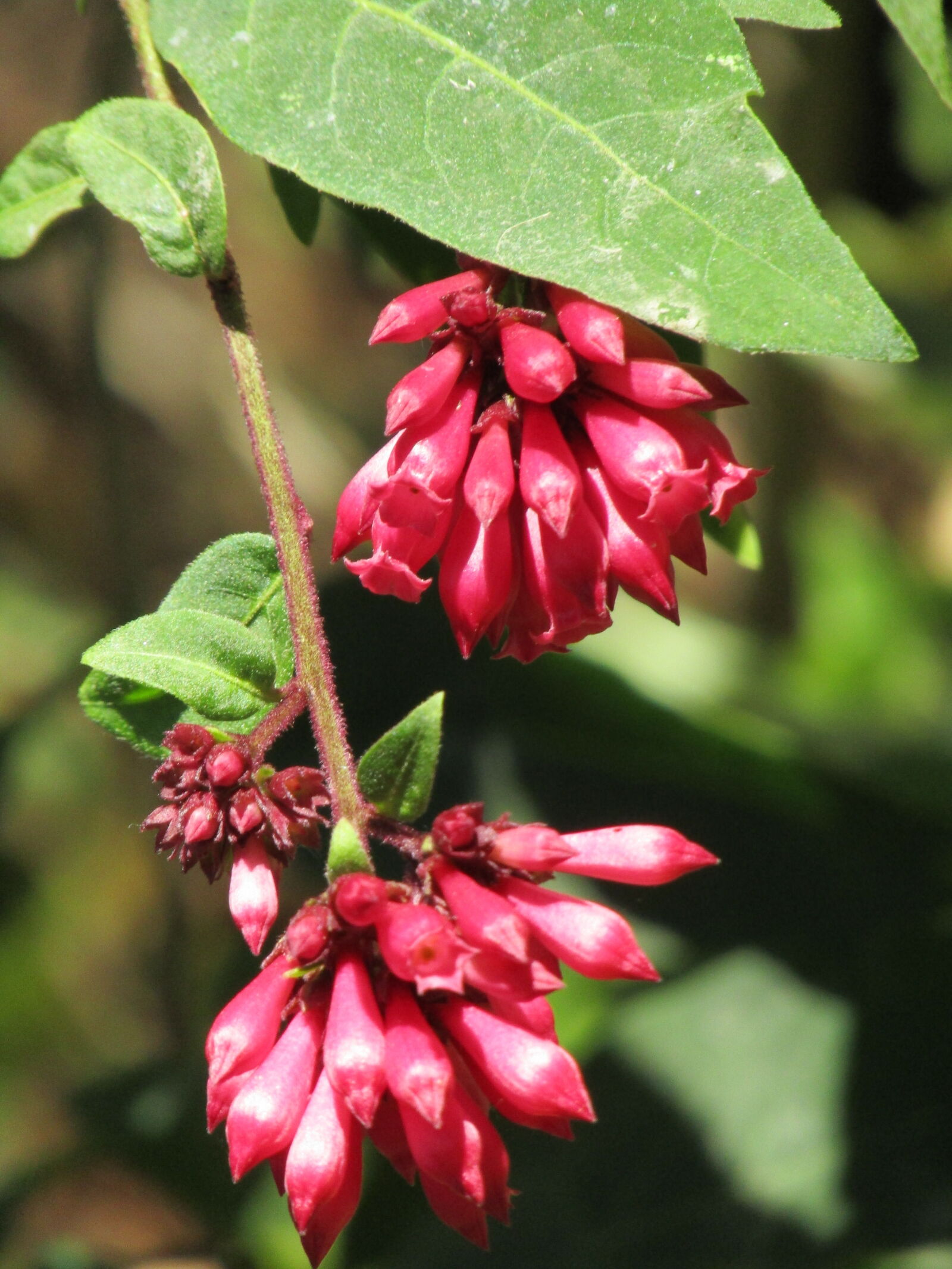 Canon PowerShot SX410 IS sample photo. Close, up, of, pink photography
