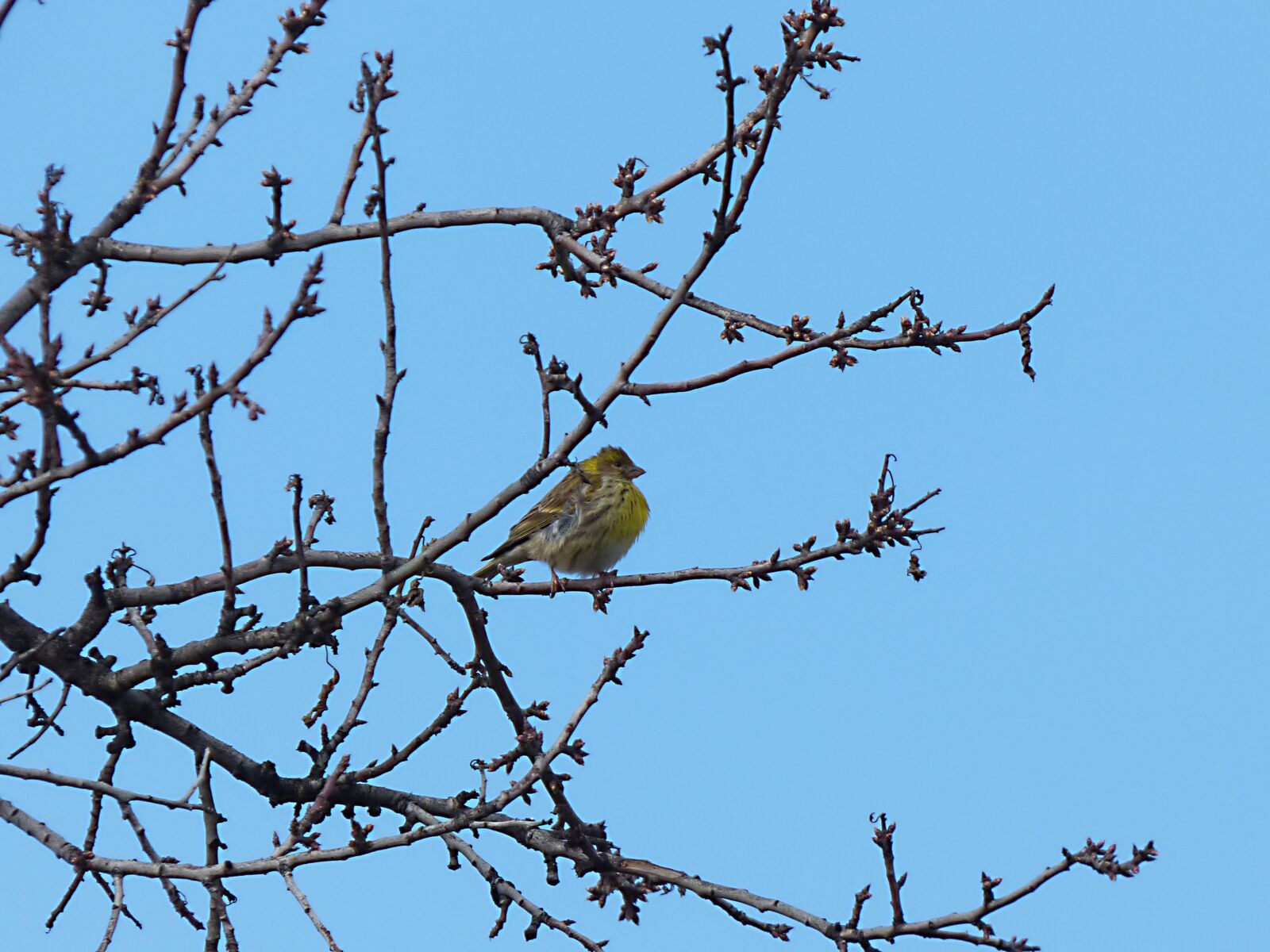 Panasonic Lumix DMC-FZ70 sample photo. Serinus serinus, european serin photography