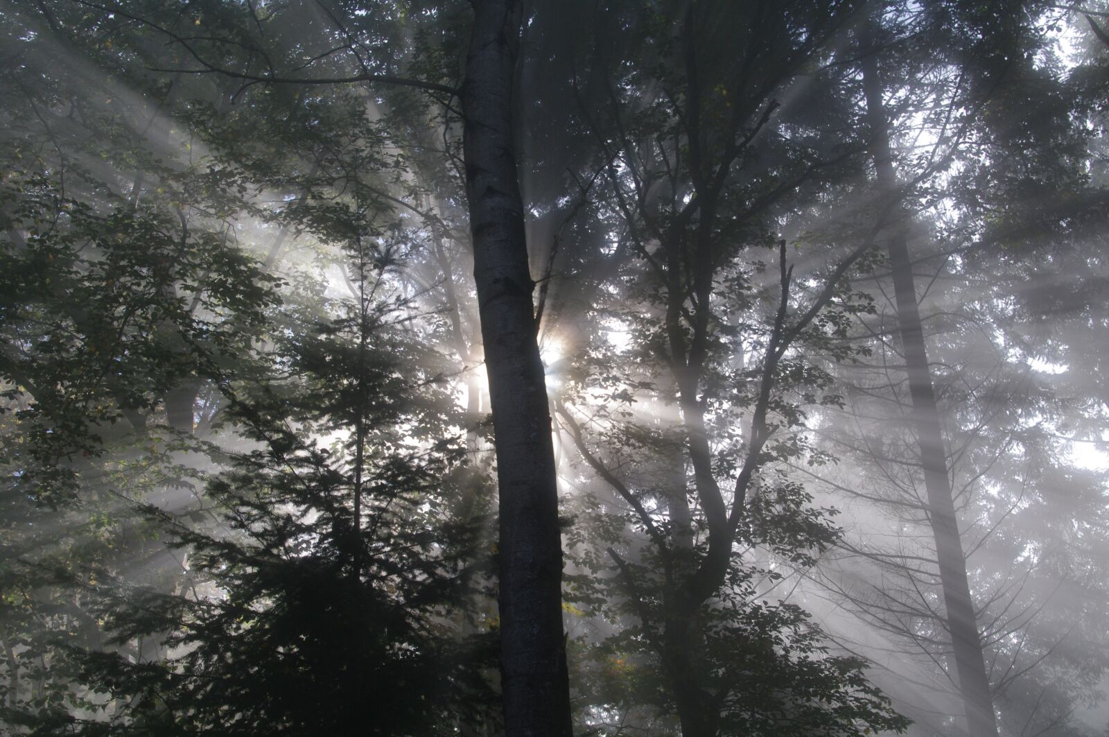 Pentax K-7 sample photo. Woods, fog, forest photography
