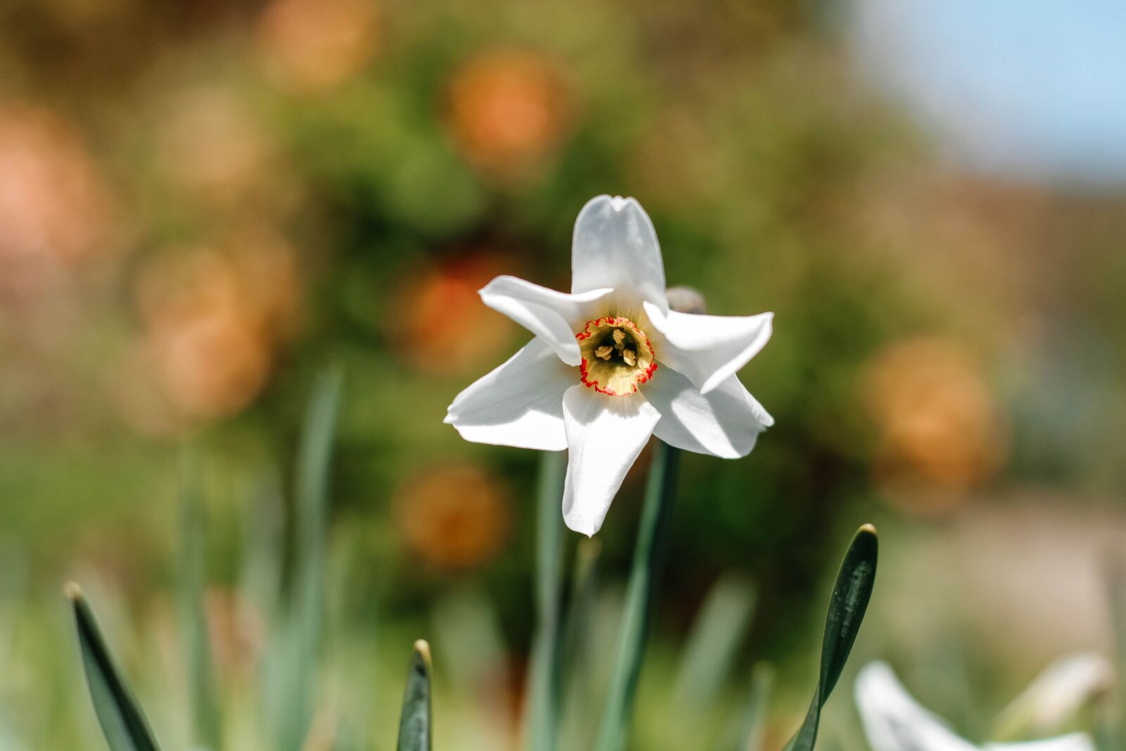 Canon EOS 650D (EOS Rebel T4i / EOS Kiss X6i) + Canon EF 50mm F1.8 STM sample photo. Narcissus, flower, spring photography