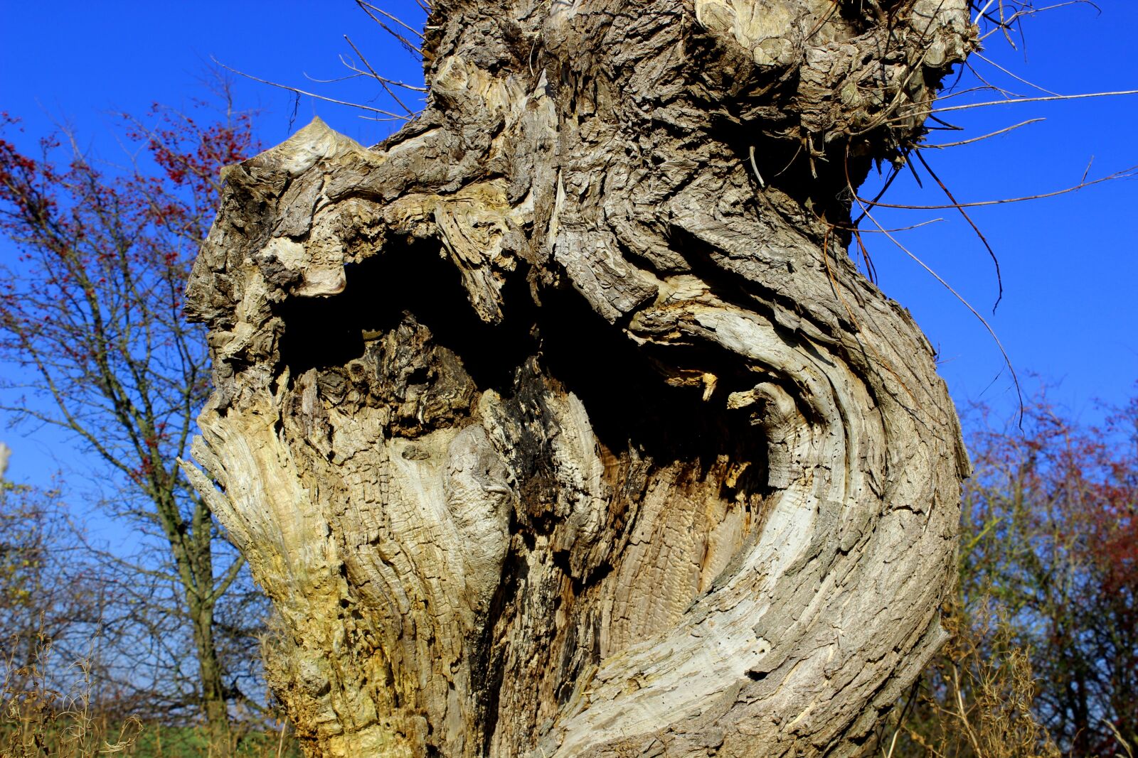 Canon EOS 600D (Rebel EOS T3i / EOS Kiss X5) sample photo. Pollarded willow, tree, dry photography
