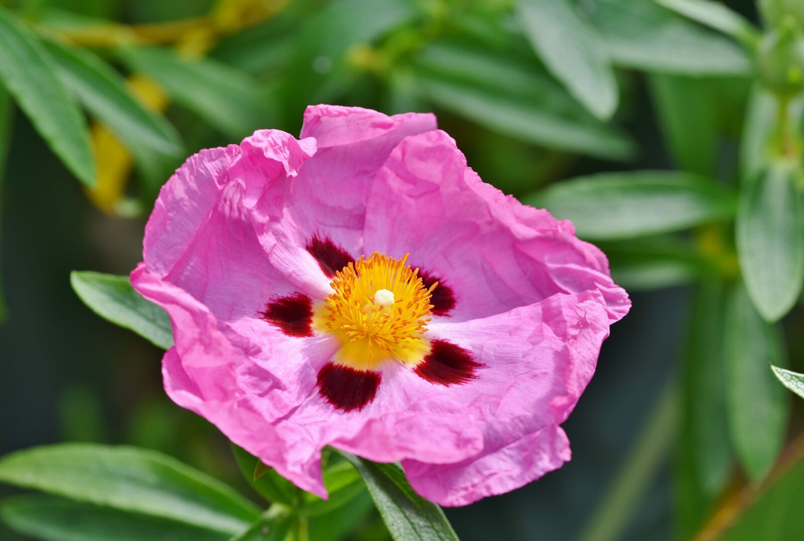 Nikon D7200 sample photo. Purple rockrose, blossom, bloom photography