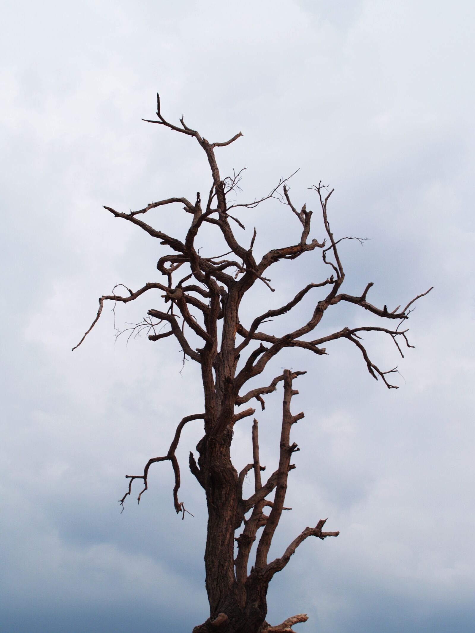 Olympus E-300 (EVOLT E-300) sample photo. Tree, dead, branch photography