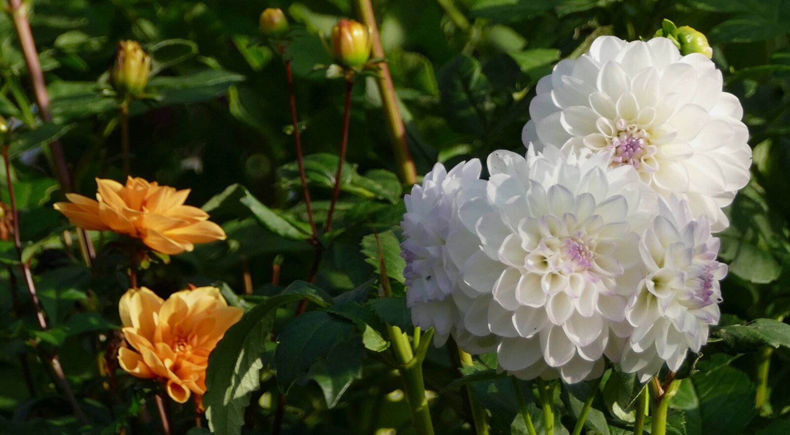 Panasonic Lumix DMC-FZ1000 sample photo. Flower, white, dahlia photography