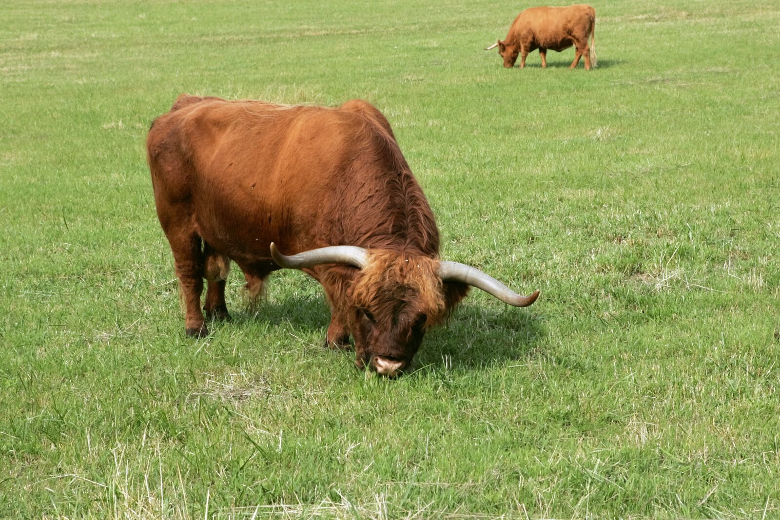 Canon EOS-1D Mark II sample photo. Bull, cattle, scottish highland photography