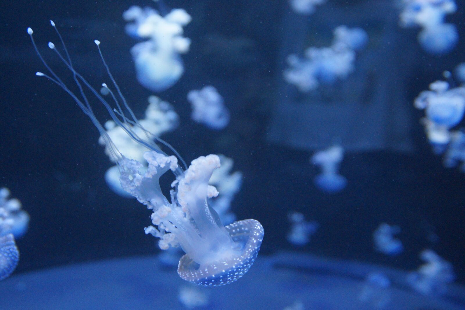Sony SLT-A58 sample photo. Jellyfish, mollusk, fluorescent photography