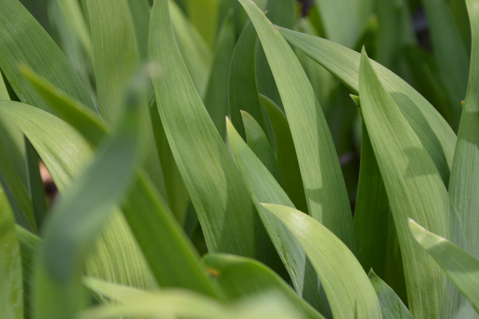 Nikon D3200 sample photo. Grass, sheet, plant photography