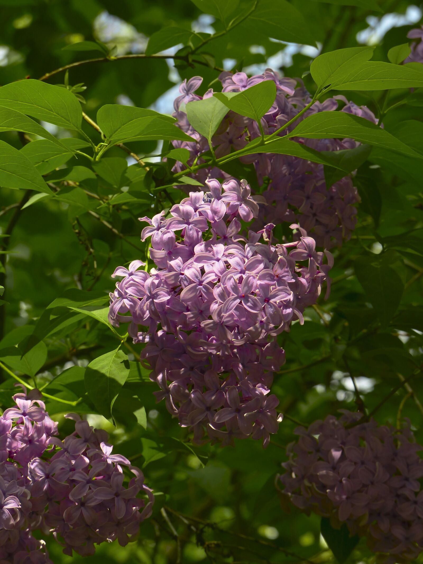 Panasonic Lumix DMC-FZ200 sample photo. Lilac, flowers, spring photography
