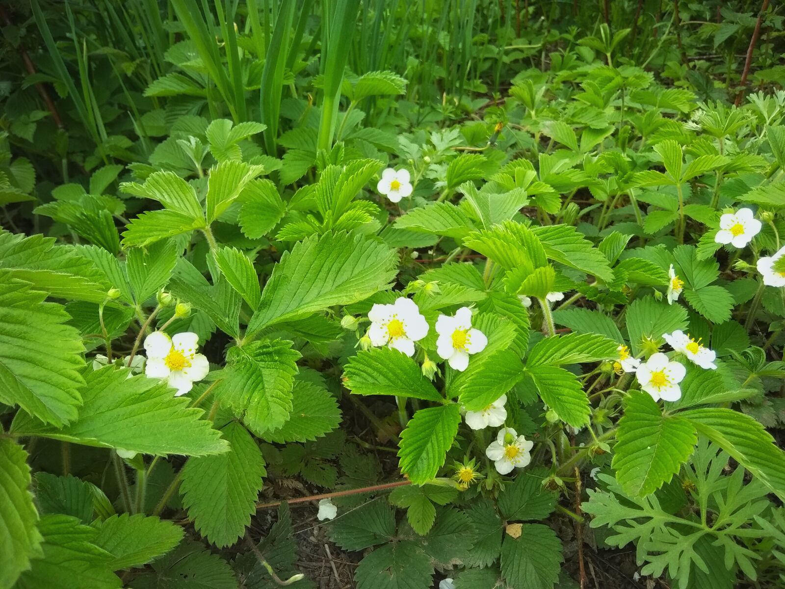 Xiaomi Redmi Note 5A sample photo. Strawberry, green, bloom photography