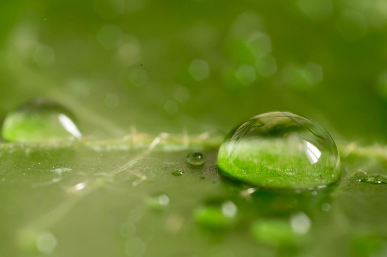 Fujifilm X-T10 sample photo. Leaf, green, macro photography