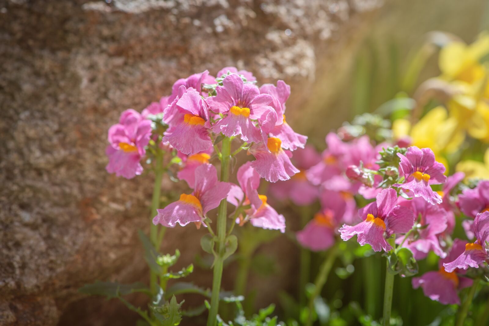Nikon D750 sample photo. Flowers, garden, spring photography