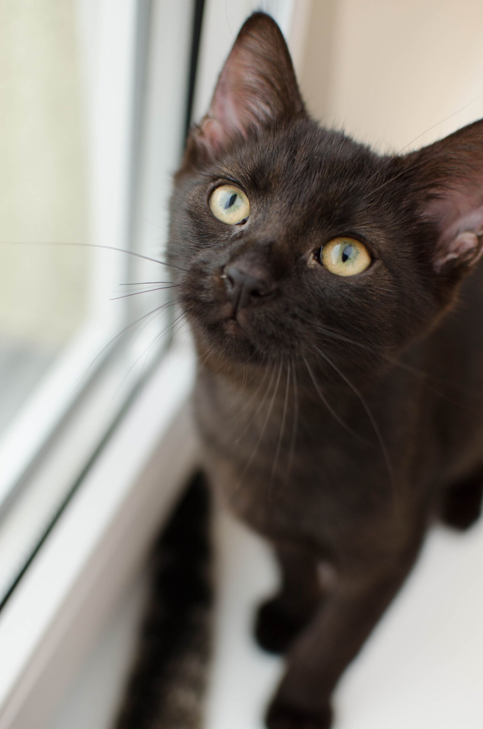 Nikon D7000 sample photo. Black, cat, kitten photography