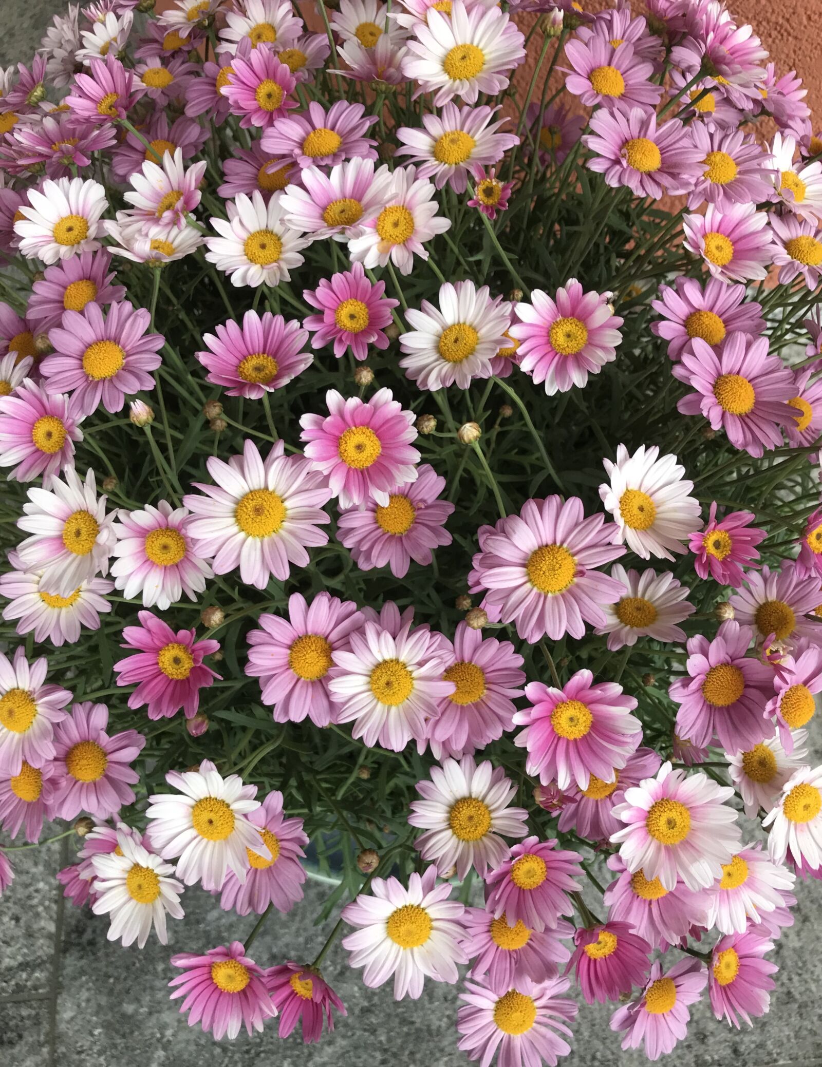 Apple iPhone 7 sample photo. Bouquet of flowers, flowers photography