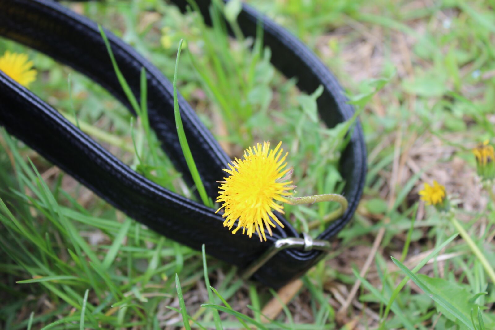 Canon EOS 1200D (EOS Rebel T5 / EOS Kiss X70 / EOS Hi) sample photo. Flower, belt, greensward photography