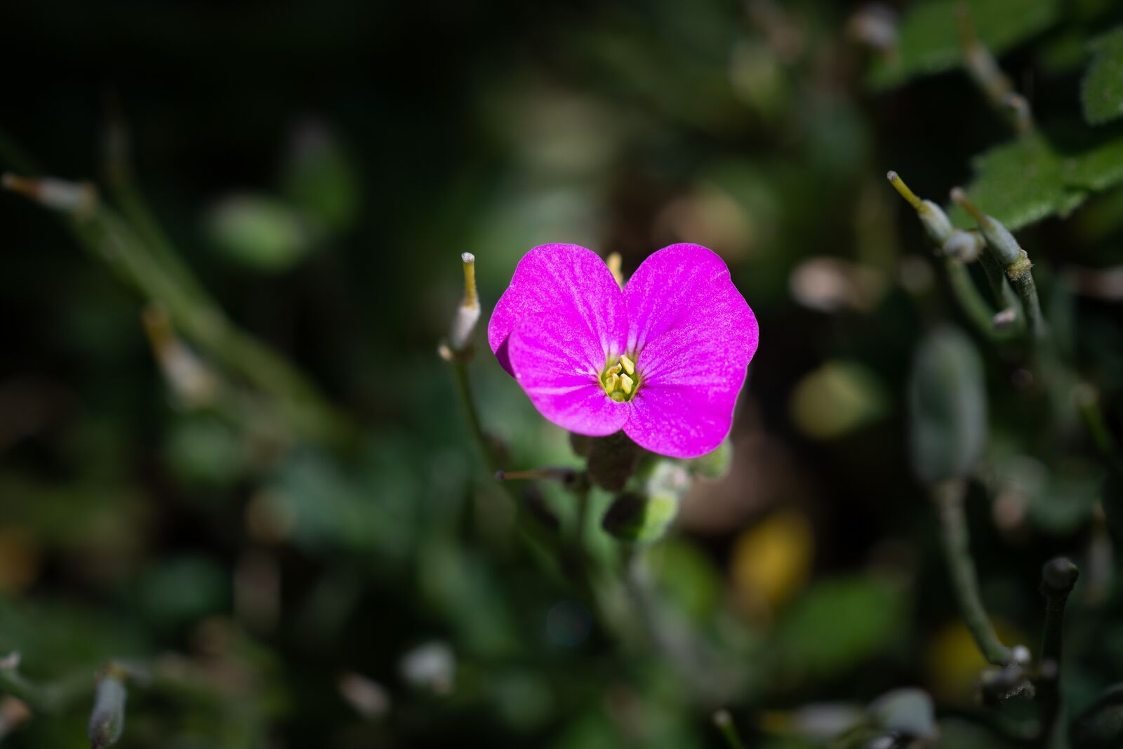 Nikon D7100 sample photo. Blossom, bloom, small photography