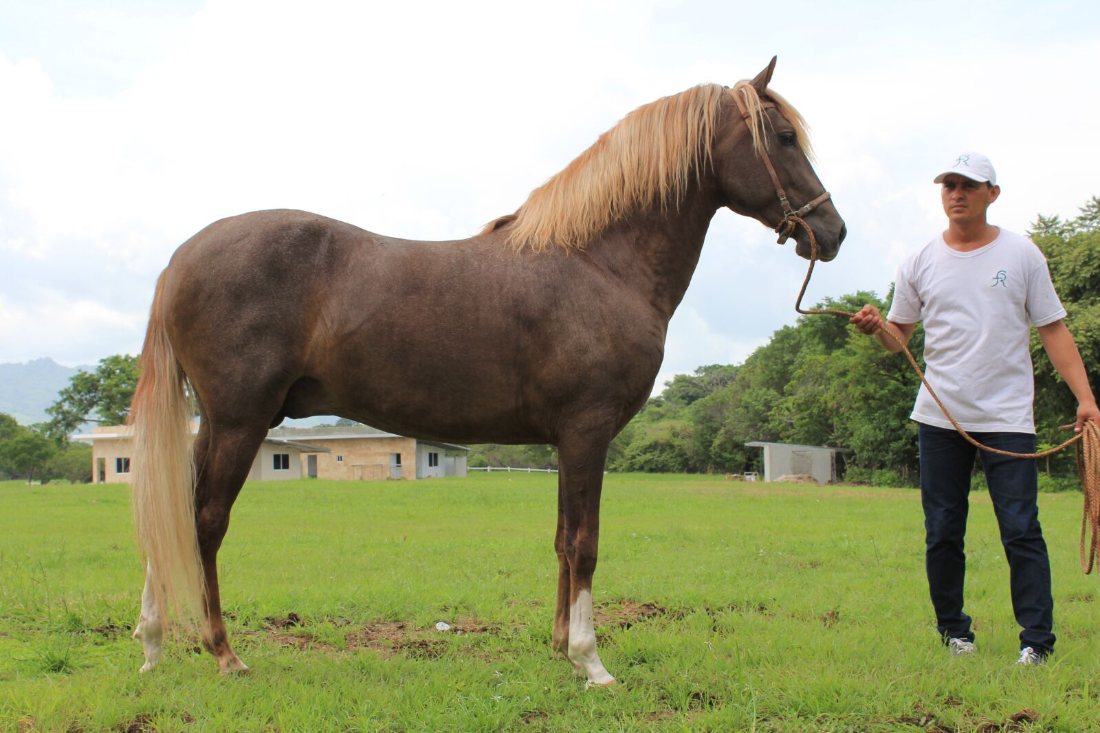 Canon EOS 60D sample photo. Peruvian, horse, panama photography