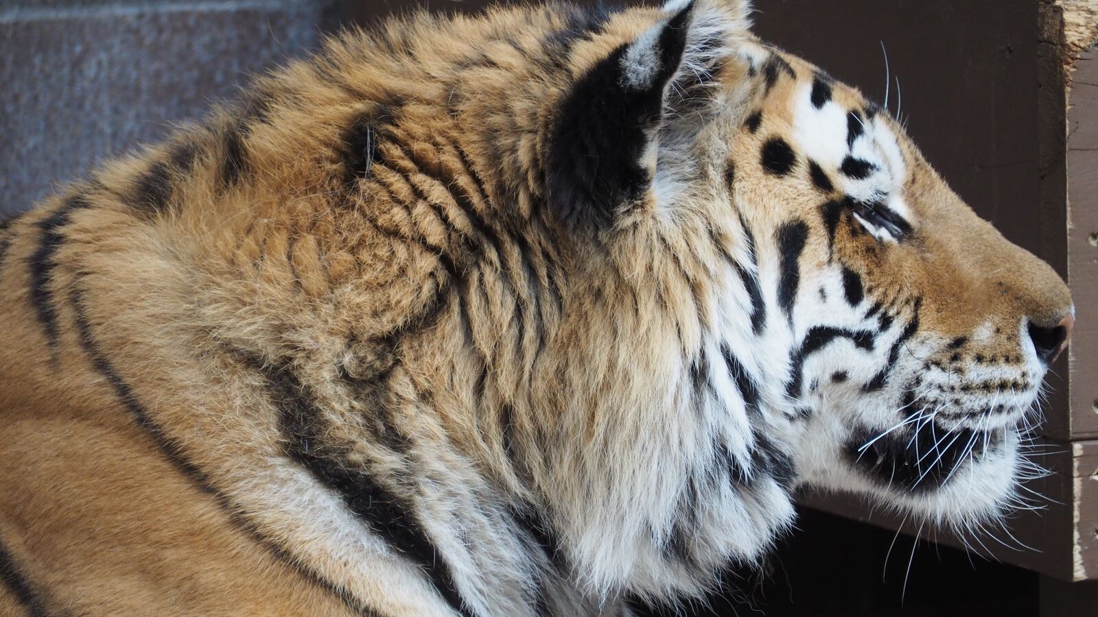 Olympus OM-D E-M10 II sample photo. Tiger, tiger face, portrait photography